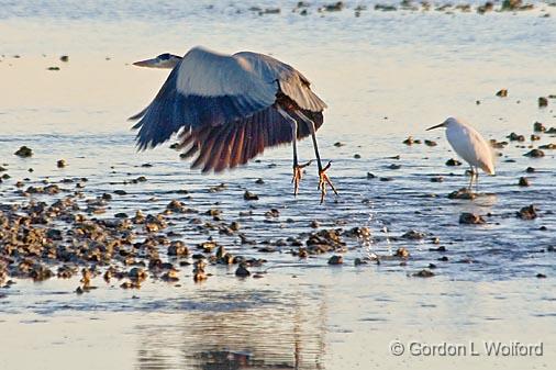 Heron Taking Wing_30014.jpg - Great Blue Heron (Ardea herodias) photographed along the Gulf coast near Port Lavaca, Texas, USA.